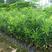 当年新采罗汉松种子雀舌罗汉松种子小叶罗汉松家庭阳台盆栽育