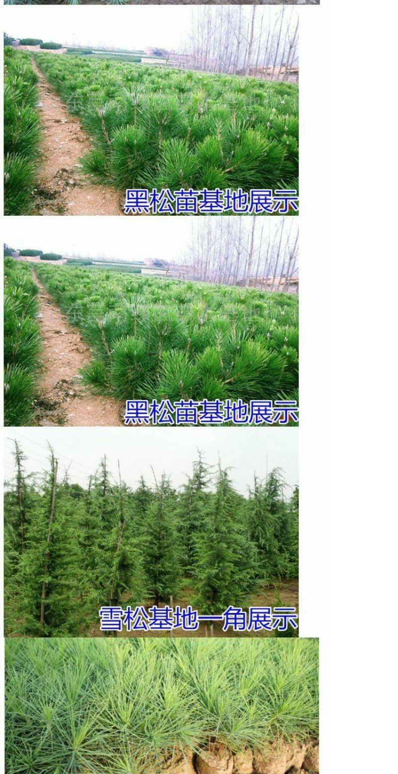 当年新采罗汉松种子雀舌罗汉松种子小叶罗汉松家庭阳台盆栽育