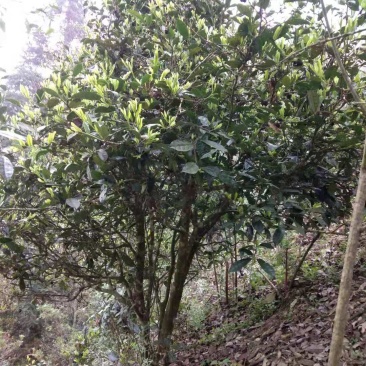 茶叶…广西野生红茶……