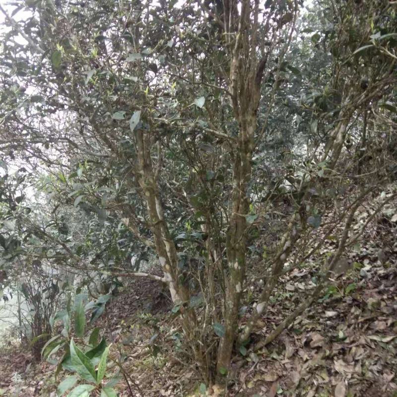 茶叶…广西野生红茶……