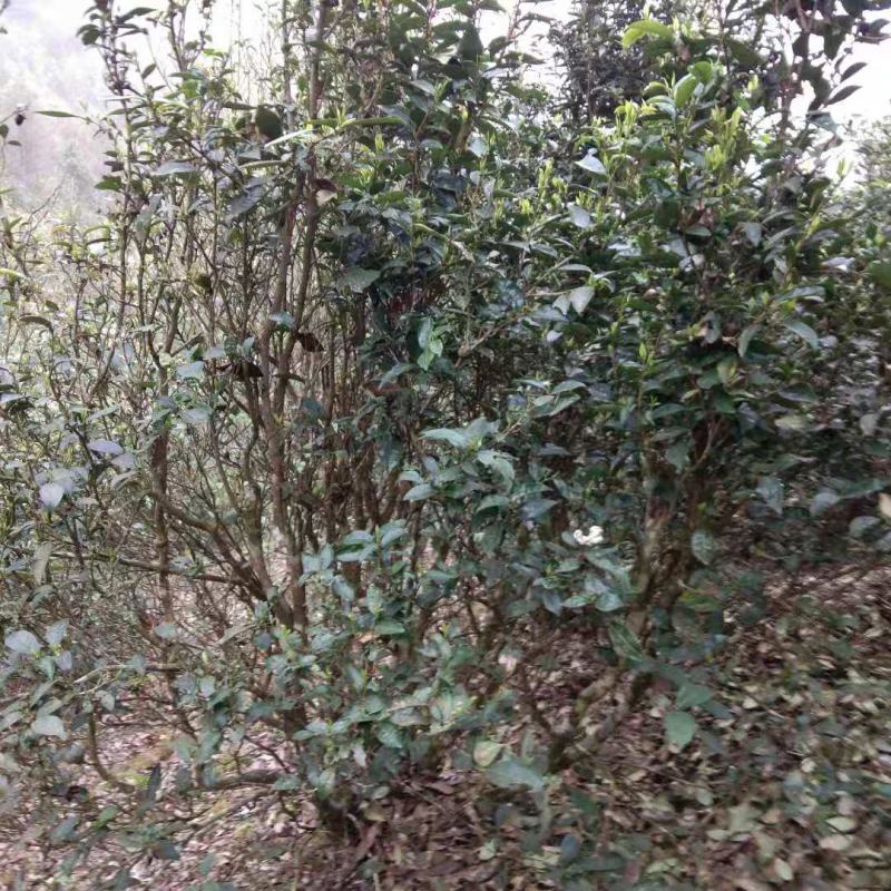茶叶…广西野生红茶……