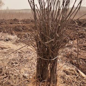大量批发文冠果一年生树苗50-60公分保质保量基地直发