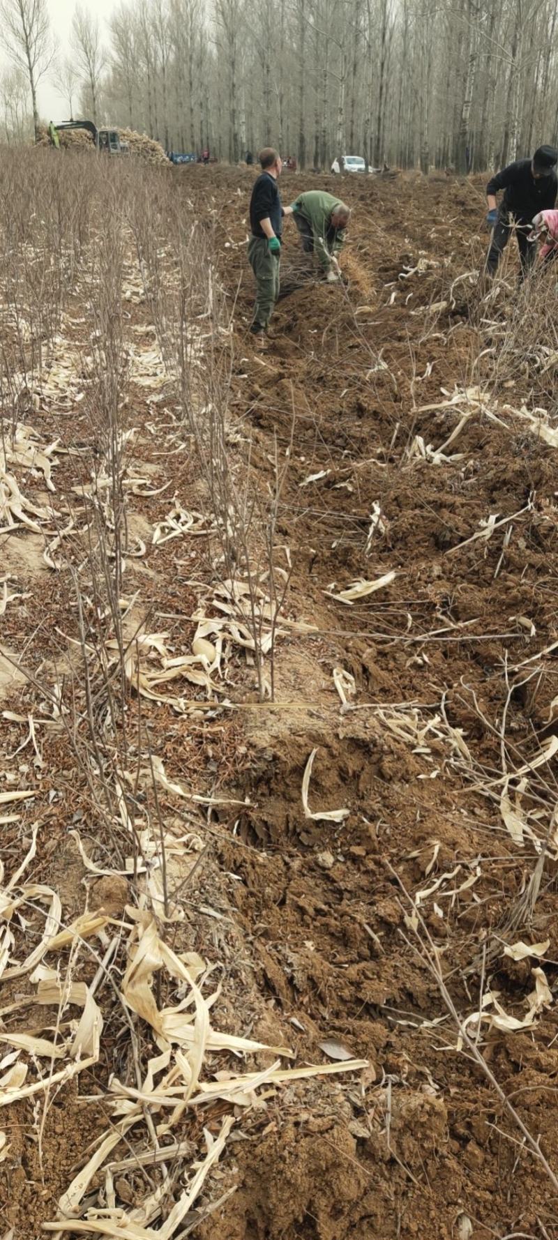 大量批发文冠果一年生树苗50-60公分保质保量基地直发