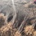 大量批发文冠果一年生树苗50-60公分保质保量基地直发