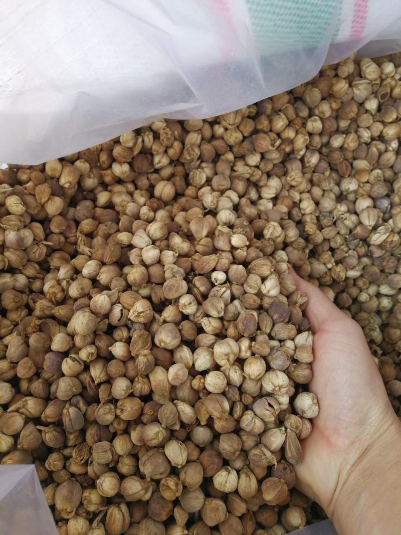 白蔻原色白蔻白扣水洗白蔻白豆蔻川菜调料另外还