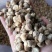 白蔻原色白蔻白扣水洗白蔻白豆蔻川菜调料另外还