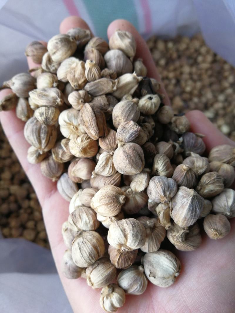 白蔻原色白蔻白扣水洗白蔻白豆蔻川菜调料另外还