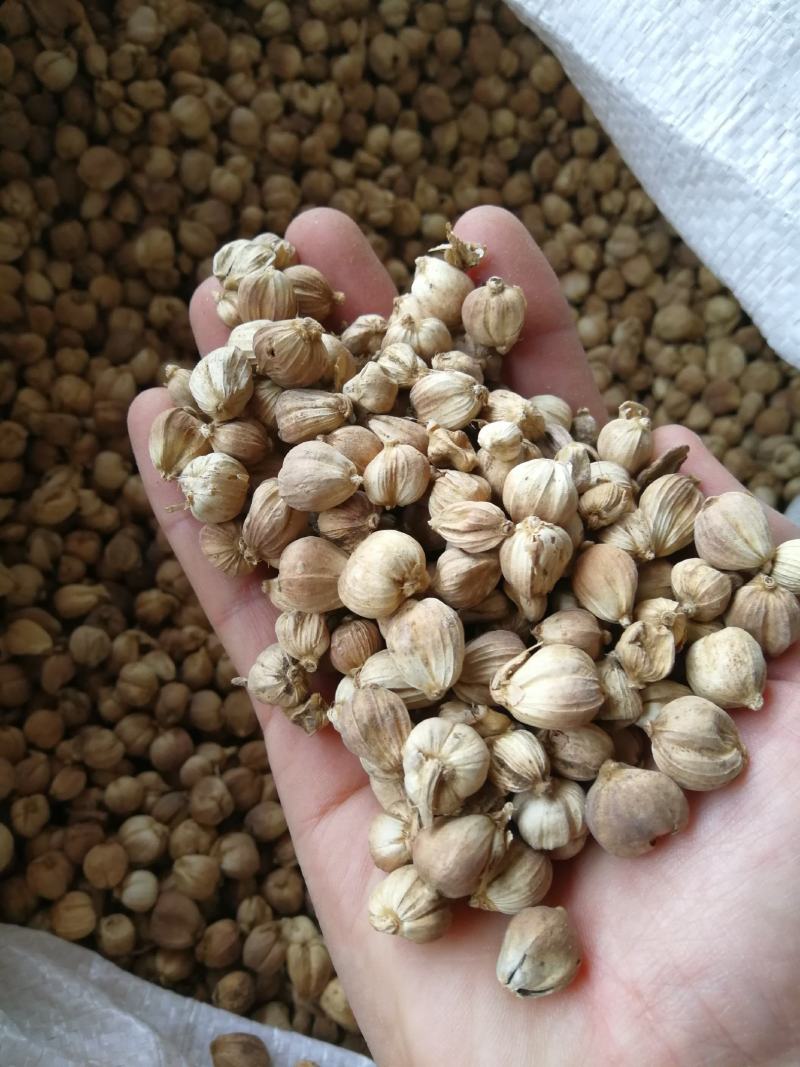 白蔻原色白蔻白扣水洗白蔻白豆蔻川菜调料另外还