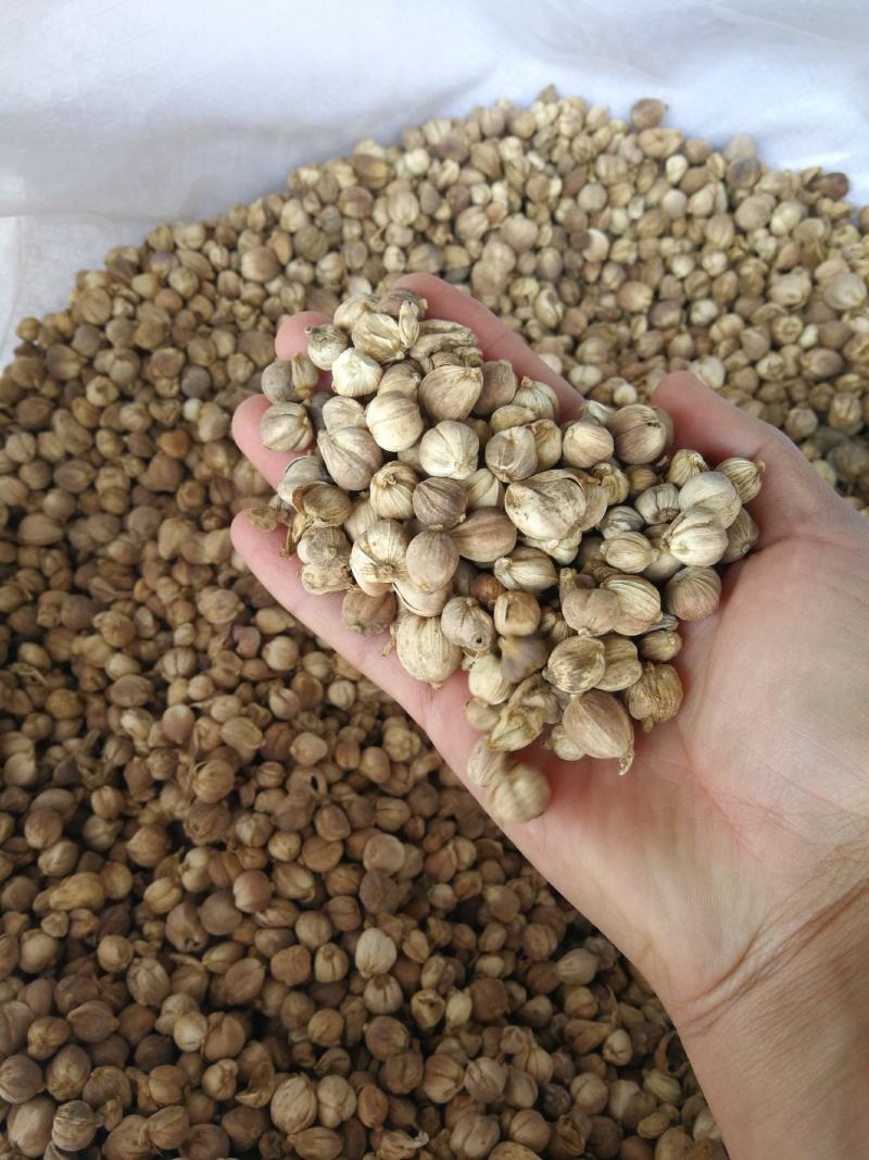 白蔻原色白蔻白扣水洗白蔻白豆蔻川菜调料另外还