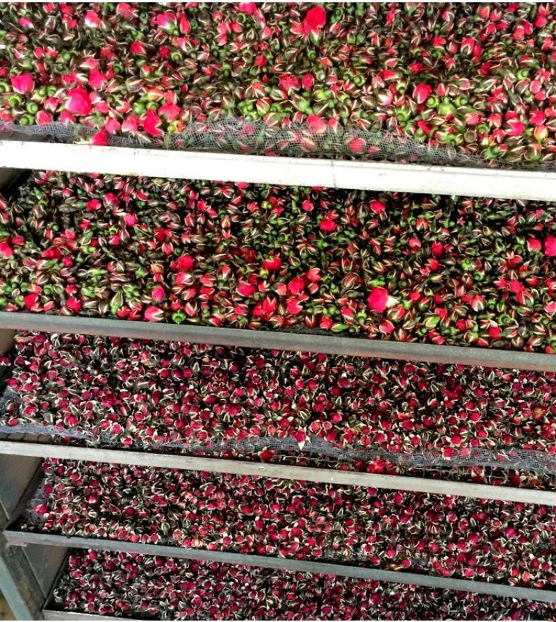 【金边玫瑰花】头茬云南金边玫瑰无硫金边玫瑰500克包邮