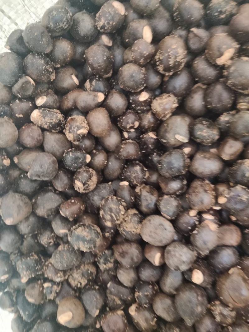 沙藏文冠果种子饱满度高出芽率高高丰产种子品种量大优惠