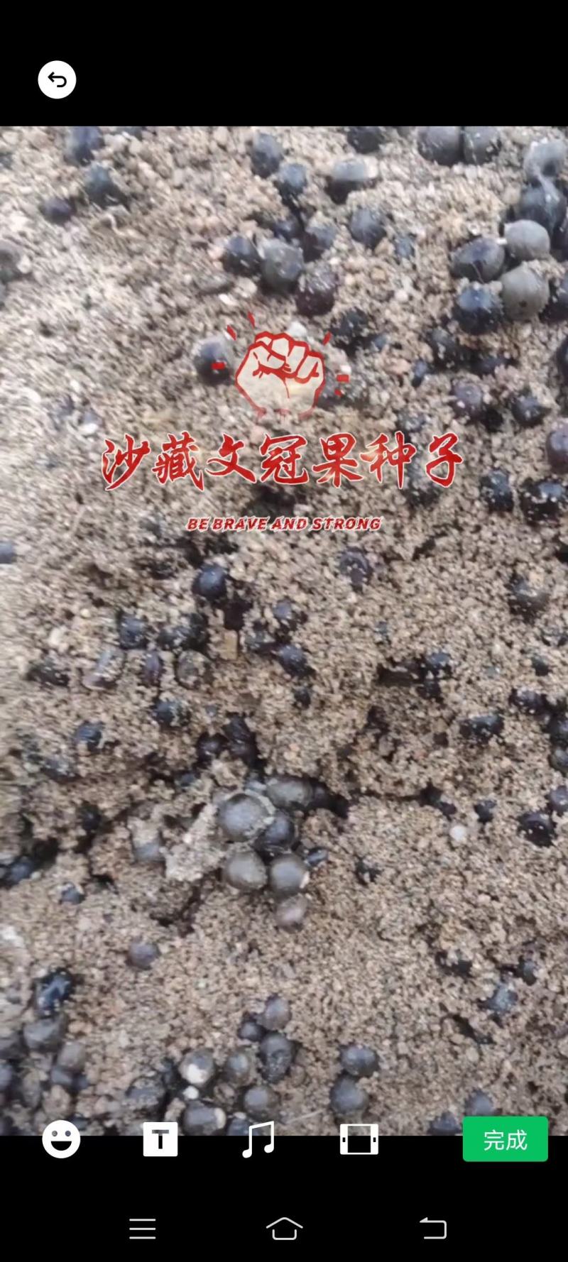 沙藏文冠果种子饱满度高出芽率高高丰产种子品种量大优惠