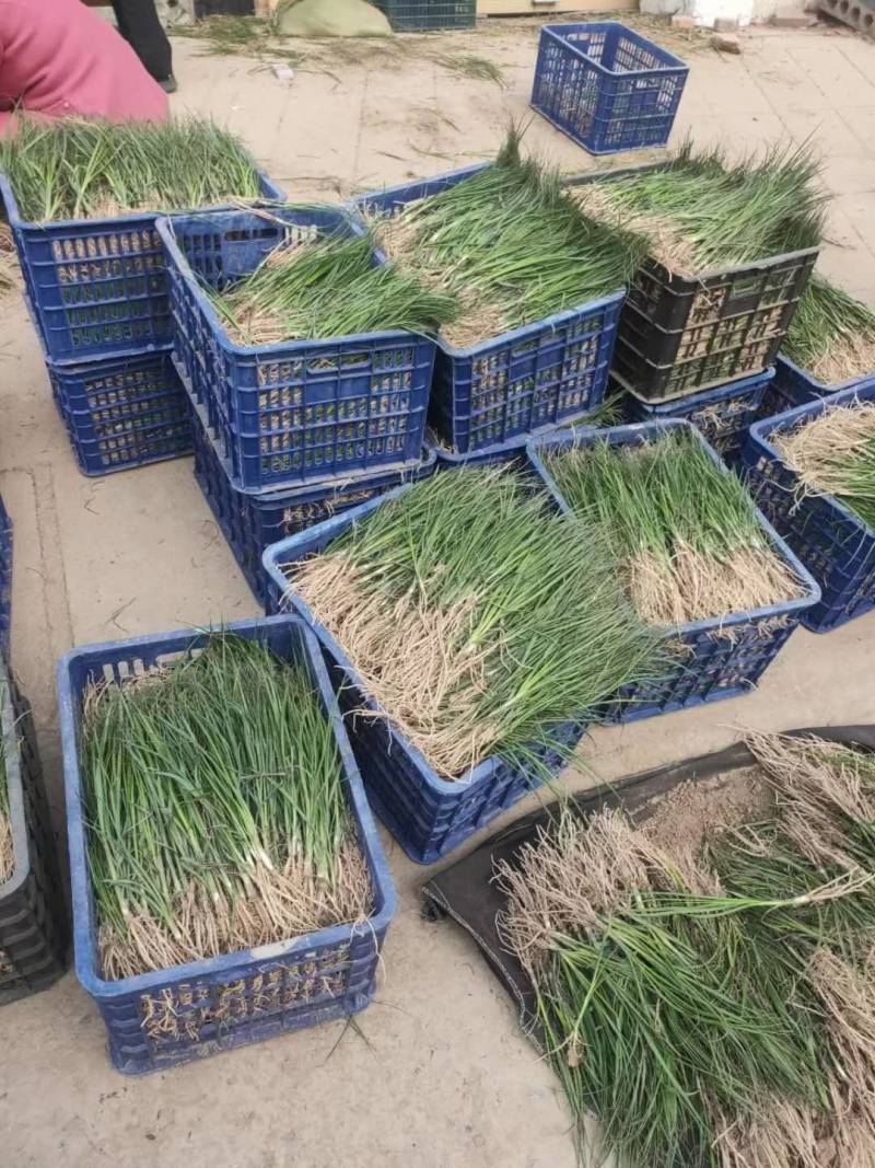 知母苗大量供应好种植好管理