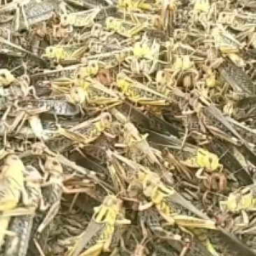 蝗虫，蝗虫种苗，蚂蚱种苗，蚂蚱幼苗