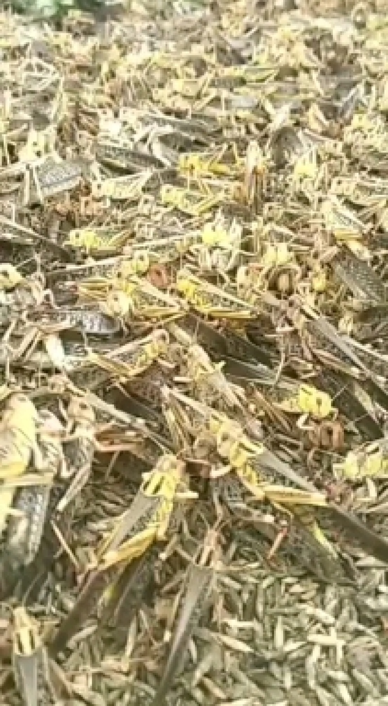 蝗虫，蝗虫种苗，蚂蚱种苗，蚂蚱幼苗