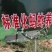 蝗虫，蝗虫种苗，蚂蚱种苗，蚂蚱幼苗