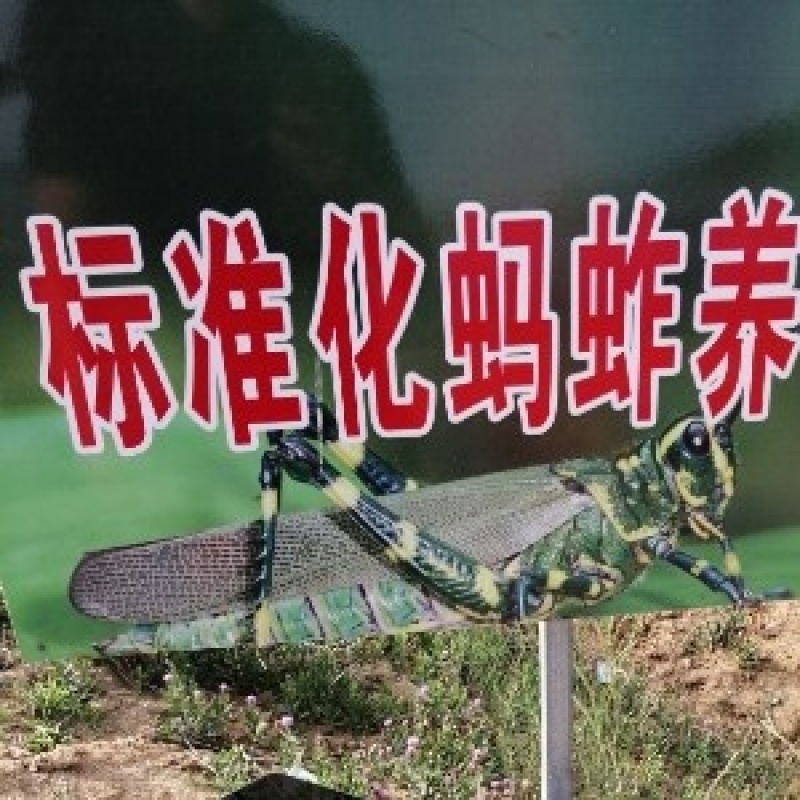 蝗虫，蝗虫种苗，蚂蚱种苗，蚂蚱幼苗
