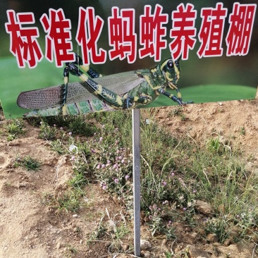 大量出售蚂蚱幼苗，蚂蚱种苗，蝗虫种苗免费提供养殖技术