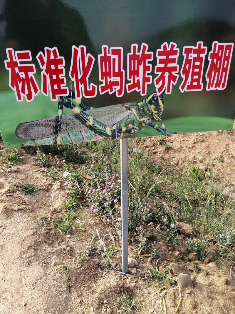 大量出售蚂蚱幼苗，蚂蚱种苗，蝗虫种苗免费提供养殖技术