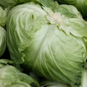 包菜，越冬王，甘蓝，富仕春春晓，