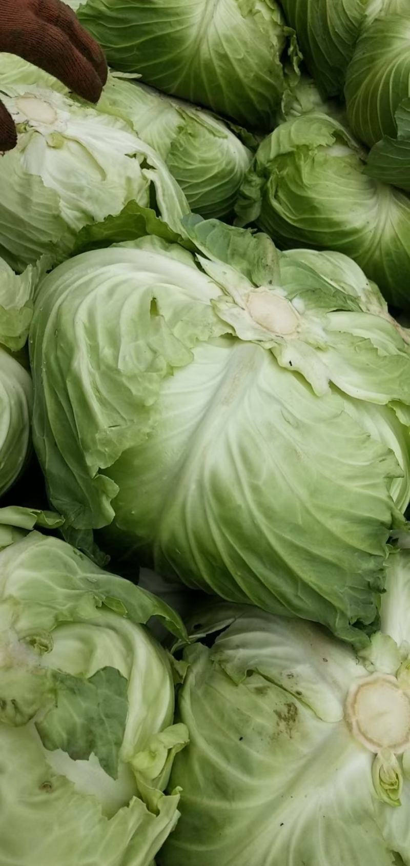 包菜，越冬王，甘蓝，富仕春春晓，