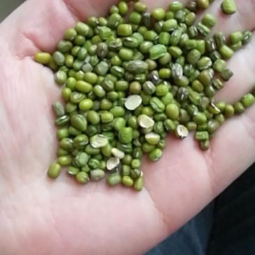 厂家大量批发优质磨面专用绿豆，小颗粒绿豆，