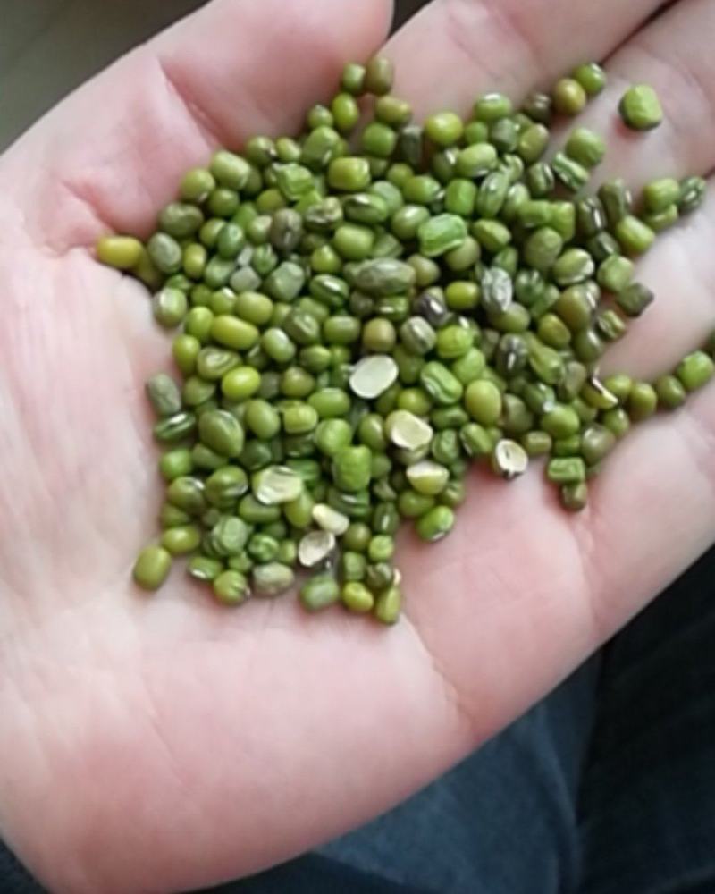 厂家大量批发优质磨面专用绿豆，小颗粒绿豆，