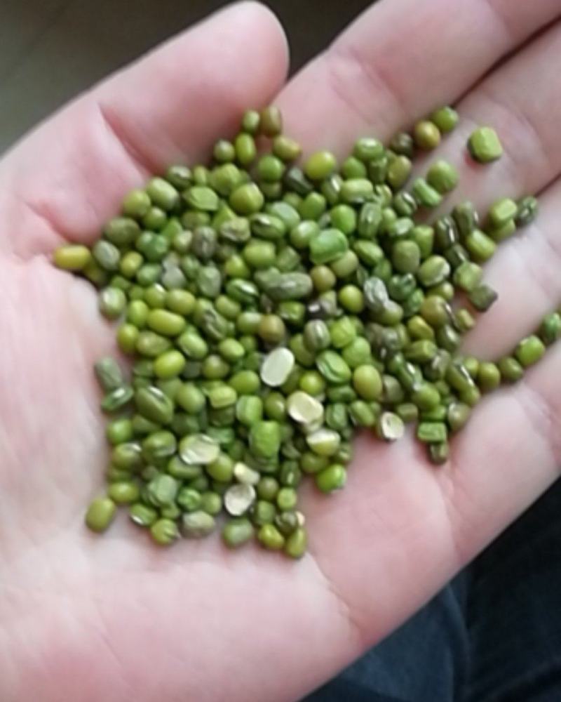 厂家大量批发优质磨面专用绿豆，小颗粒绿豆，