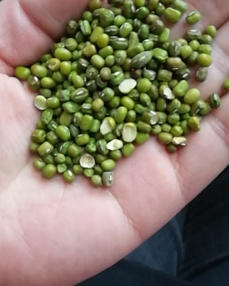 厂家大量批发优质磨面专用绿豆，小颗粒绿豆，