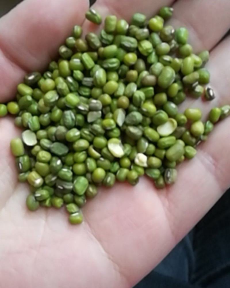 厂家大量批发优质磨面专用绿豆，小颗粒绿豆，