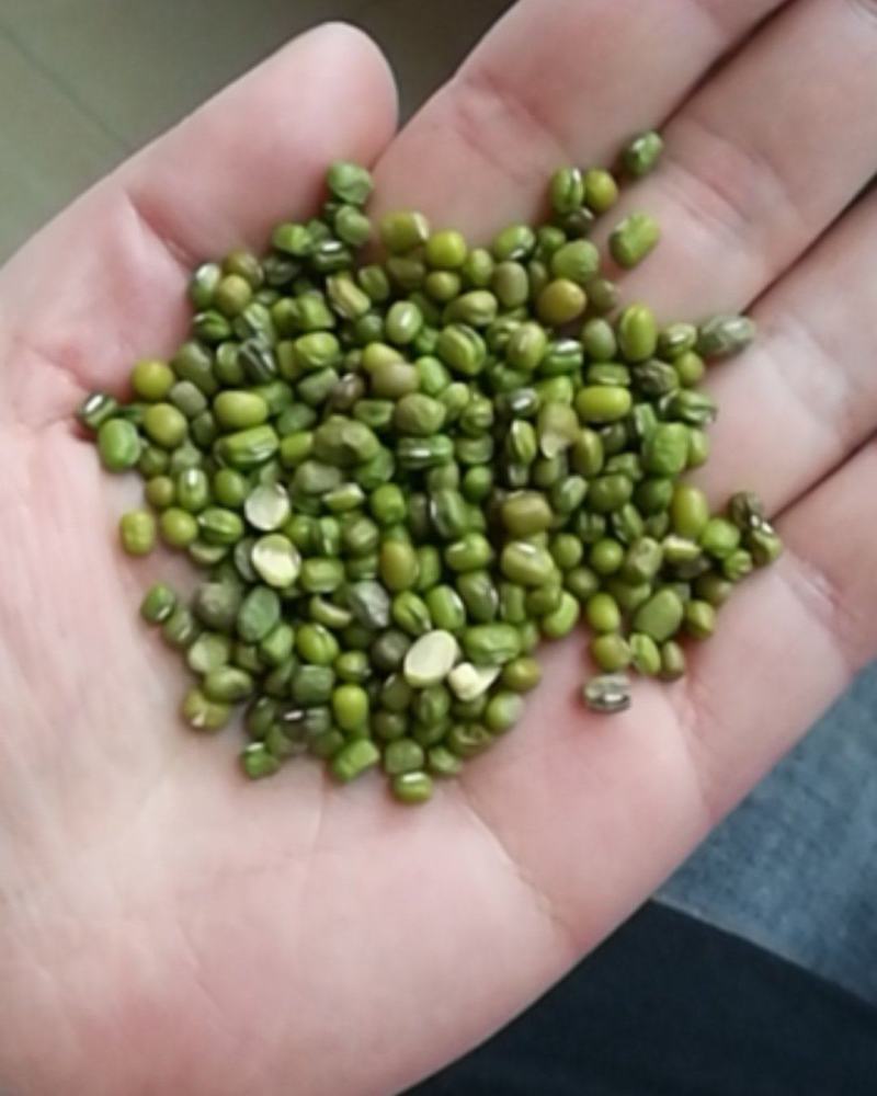 厂家大量批发优质磨面专用绿豆，小颗粒绿豆，
