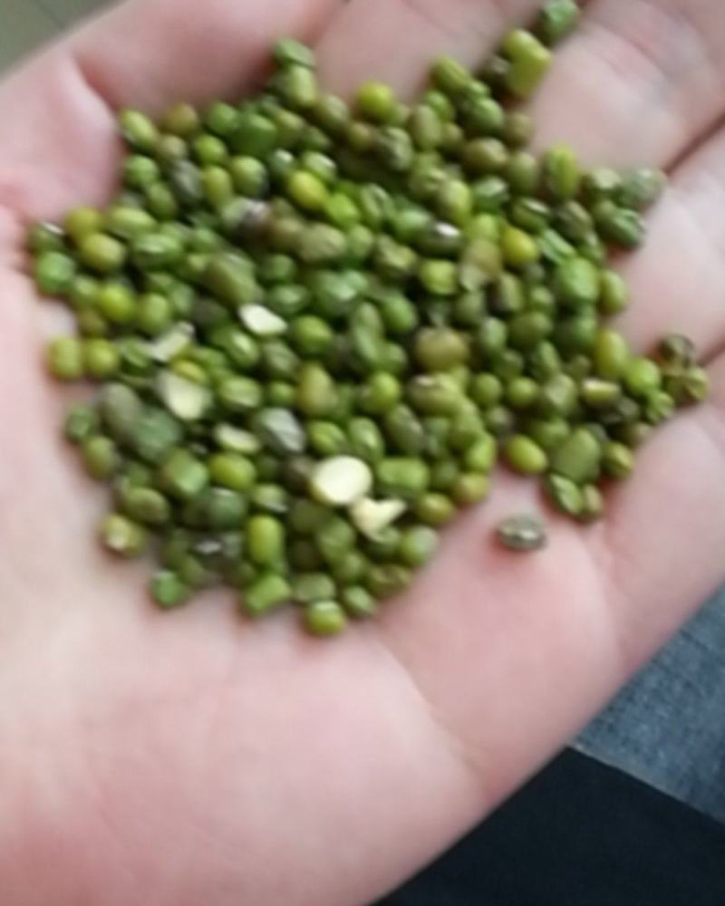 厂家大量批发优质磨面专用绿豆，小颗粒绿豆，