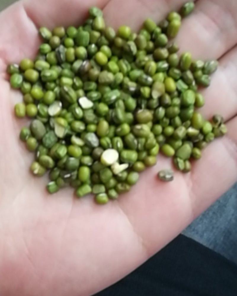 厂家大量批发优质磨面专用绿豆，小颗粒绿豆，