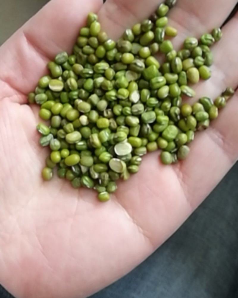厂家大量批发优质磨面专用绿豆，小颗粒绿豆，
