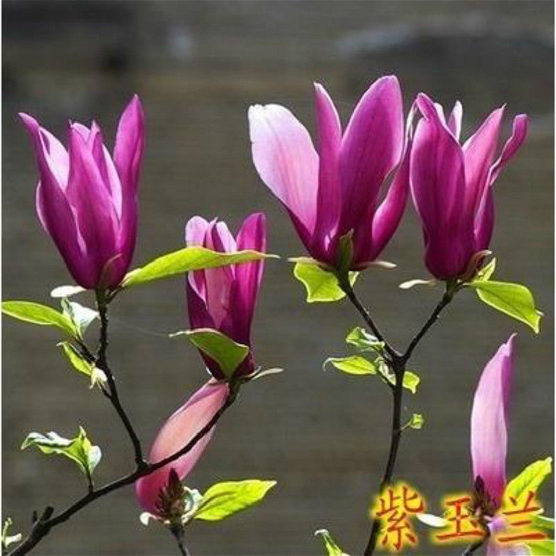 玉兰树紫玉兰绿化苗木