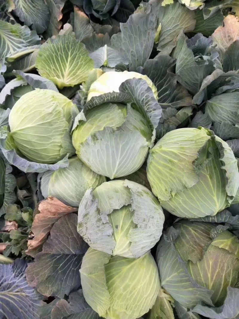 扁包菜.大量上市欢迎新老客户致电订购保质保量