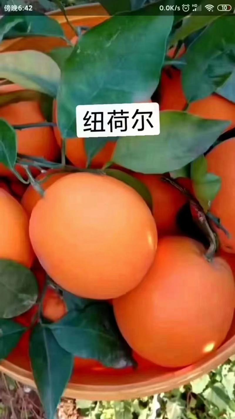 秭归纽荷尔脐橙/一手货源/口感蜜/鲜果园订採果