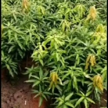 各种荔枝苗，黄皮苗，波罗苗，芒果苗等等现货出售