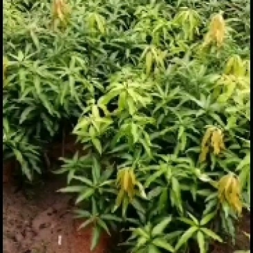 各种荔枝苗，黄皮苗，波罗苗，芒果苗等等现货出售