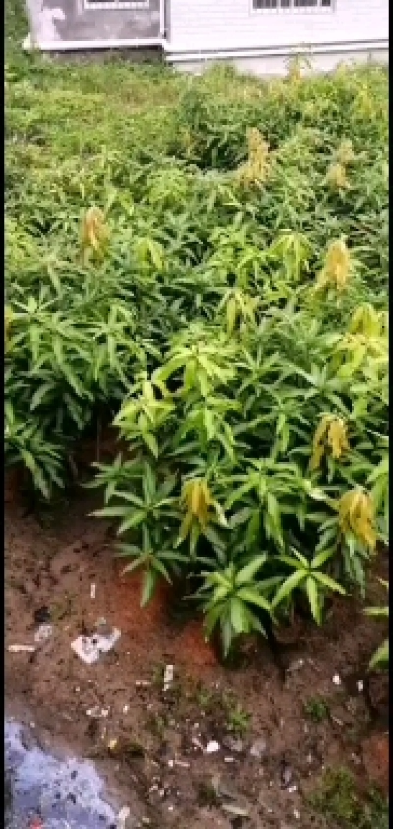 各种荔枝苗，黄皮苗，波罗苗，芒果苗等等现货出售