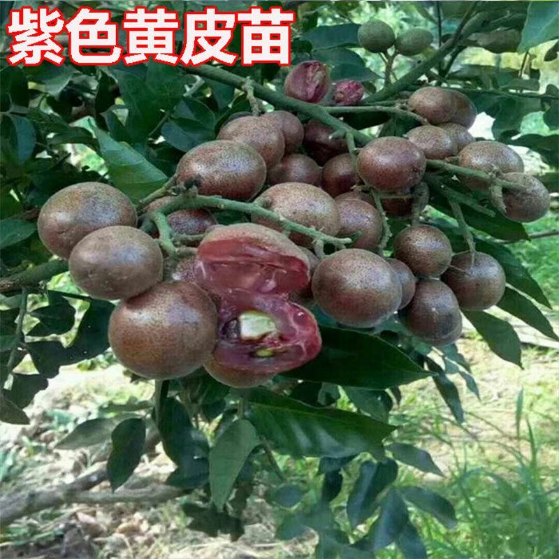 各种荔枝苗，黄皮苗，波罗苗，芒果苗等等现货出售