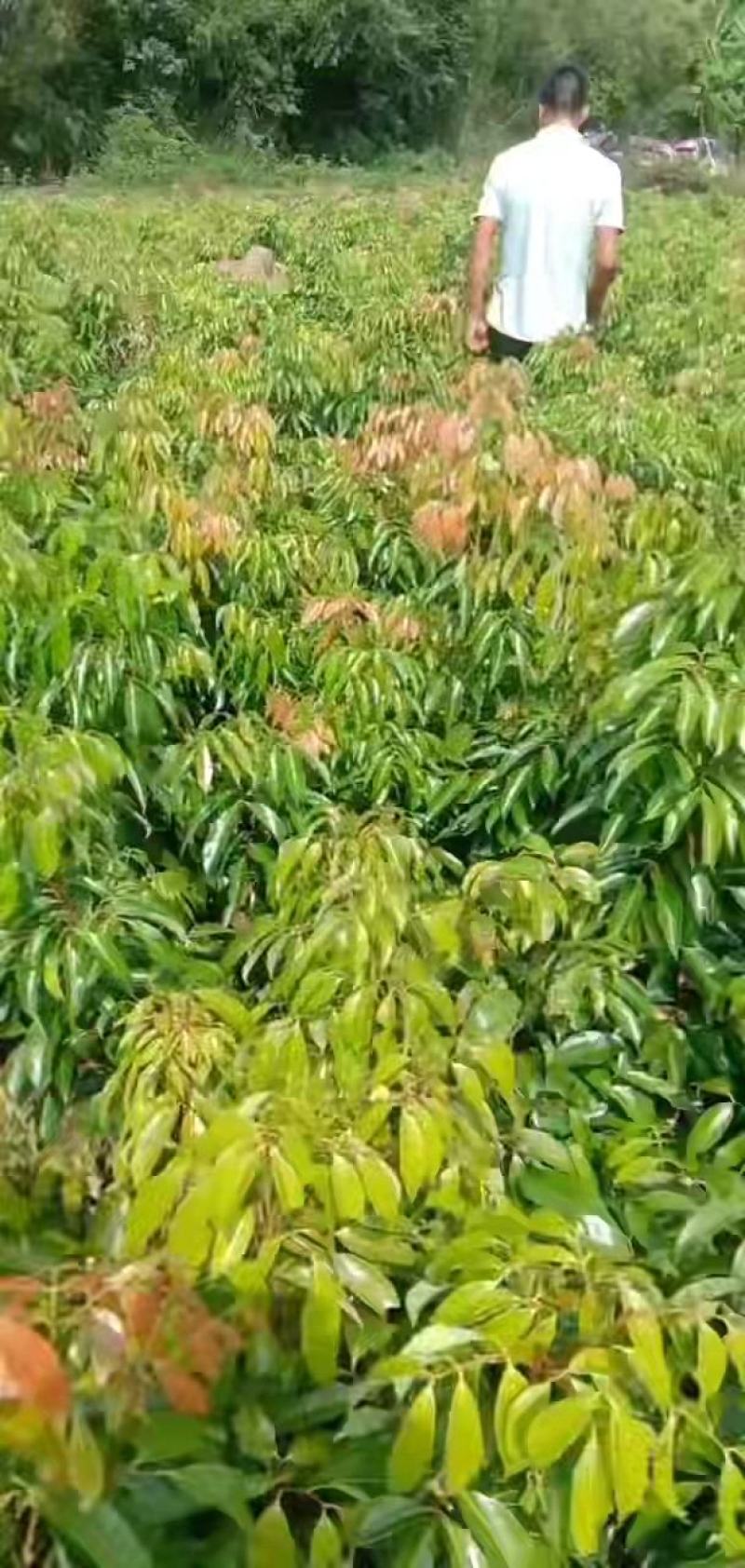 各种荔枝苗，黄皮苗，波罗苗，芒果苗等等现货出售
