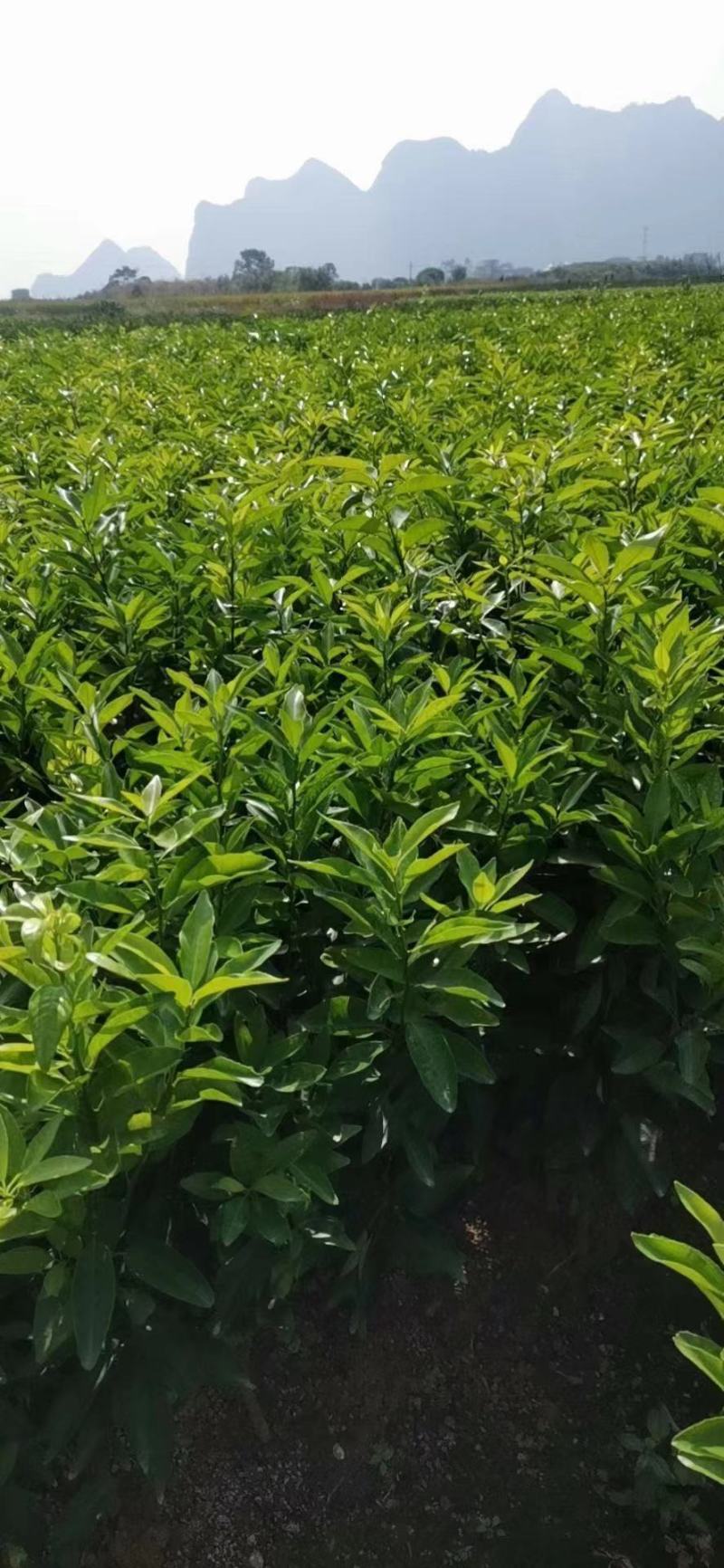 各种荔枝苗，黄皮苗，波罗苗，芒果苗等等现货出售