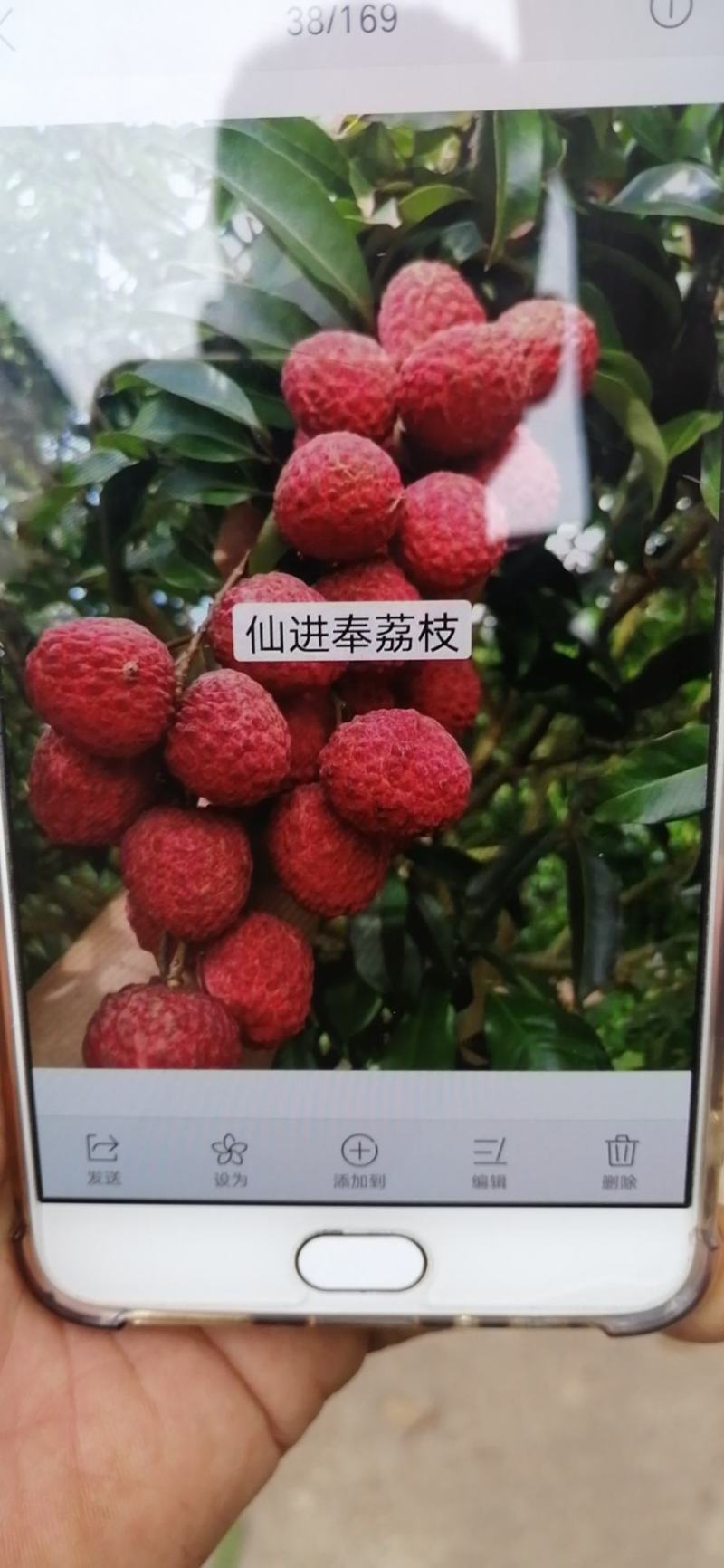 各种荔枝苗，黄皮苗，波罗苗，芒果苗等等现货出售
