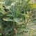 各种荔枝苗，黄皮苗，波罗苗，芒果苗等等现货出售