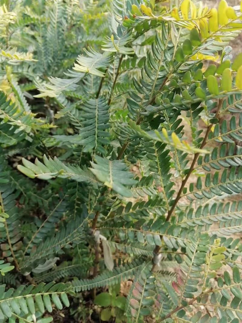 各种荔枝苗，黄皮苗，波罗苗，芒果苗等等现货出售