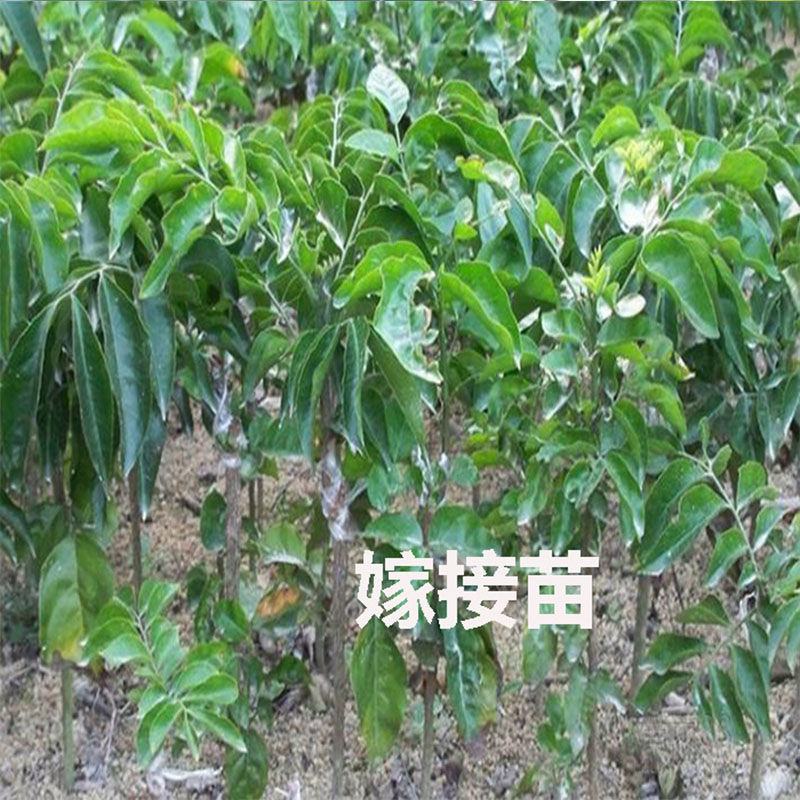 各种荔枝苗，黄皮苗，波罗苗，芒果苗等等现货出售
