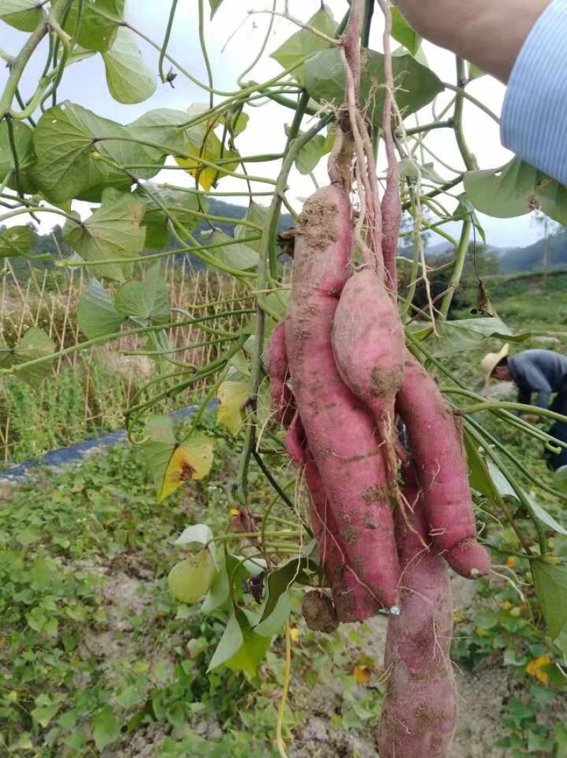 爆皮王红薯香粉糯新鲜