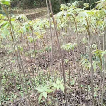 香椿小苗江西香椿小苗大量供应