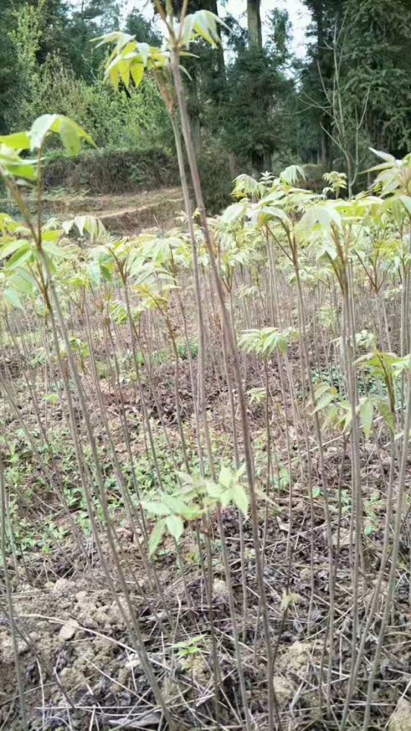 香椿小苗江西香椿小苗大量供应
